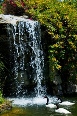Waterfall and duck in Zoo of Los Angeles clipart