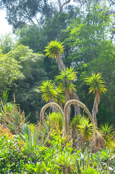 Brokiga saftiga agave eller yucca växt — Stockfoto