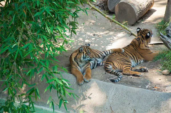 Dva royal bengálského tygra v zoo v los angeles — Stock fotografie