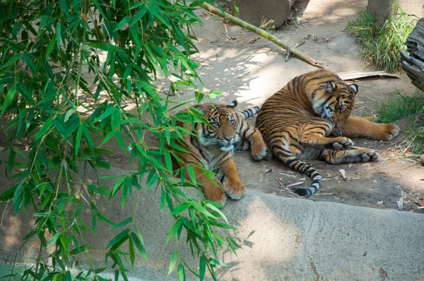 Twee Koninklijke Bengaalse tijger in zoo van los angeles — Stockfoto