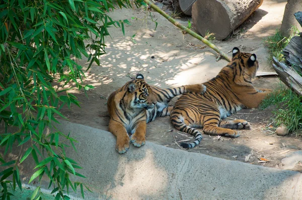 Dos tigres reales de Bengala en el zoológico de Los Ángeles — Foto de Stock