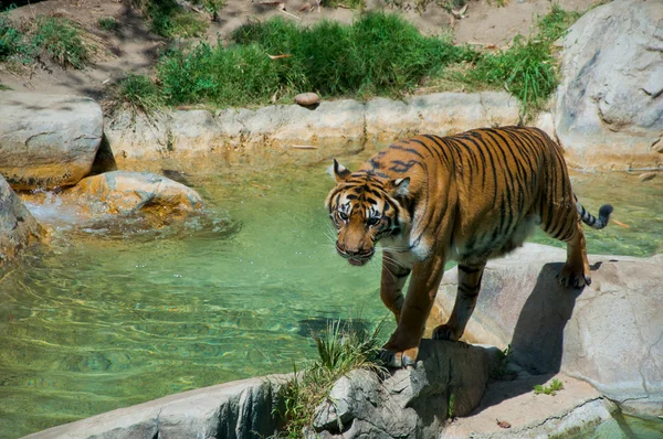 ロスアンジェルスの動物園でロイヤル ・ ベンガルトラ — ストック写真