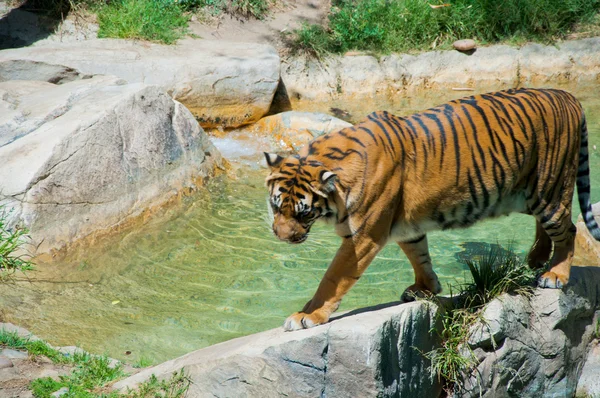 Bengalski Tygrys Królewski w zoo w los angeles — Zdjęcie stockowe