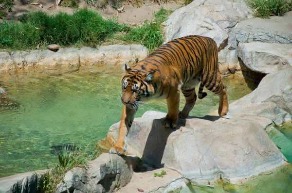 Királyi bengáli tigris-a Los Angeles-i állatkertben — Stock Fotó