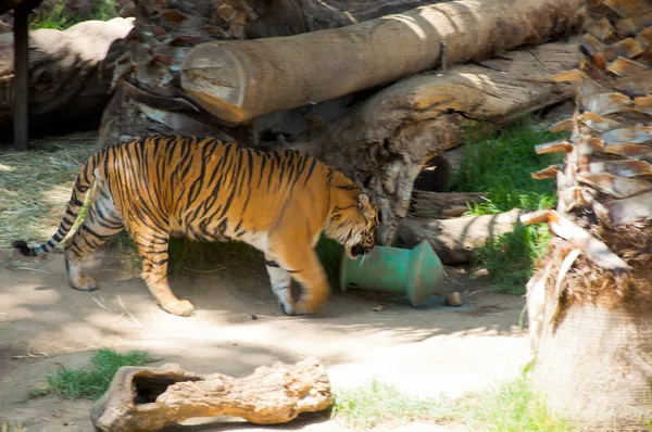 Bengalski Tygrys Królewski w zoo w los angeles — Zdjęcie stockowe