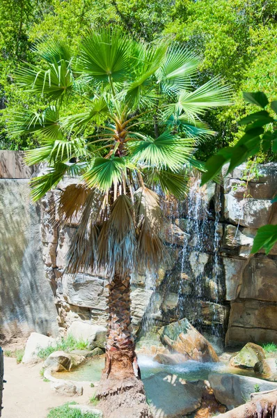 로스 앤젤레스 동물원에서 로얄 벵골 호랑이 — 스톡 사진