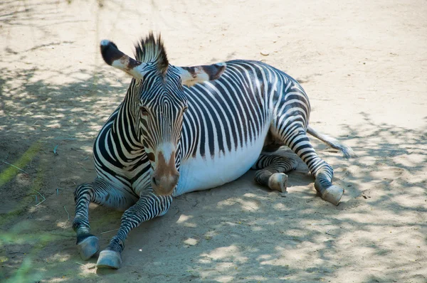 Zebra im Zoo von los angeles — Stockfoto