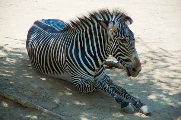 Zebra allo zoo di Los Angeles — Foto Stock