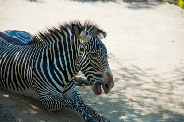 Ζέβρα στο ζωολογικό κήπο του Λος Άντζελες — Φωτογραφία Αρχείου