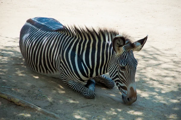 Zebra at Zoo of Los Angeles — Stock Photo, Image