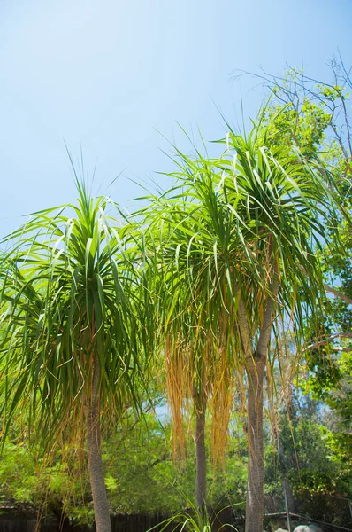 Пальма в парке Лос-Анджелеса — стоковое фото