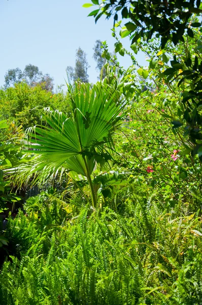 Пальма в парке Лос-Анджелеса — стоковое фото