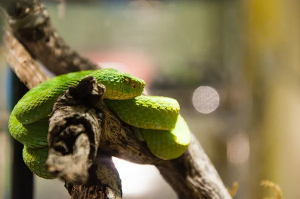 Serpents en Thaïlande : le serpent chat vert (Boiga cyanea)