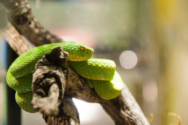 stock image Green snake in rain forest at Zoo