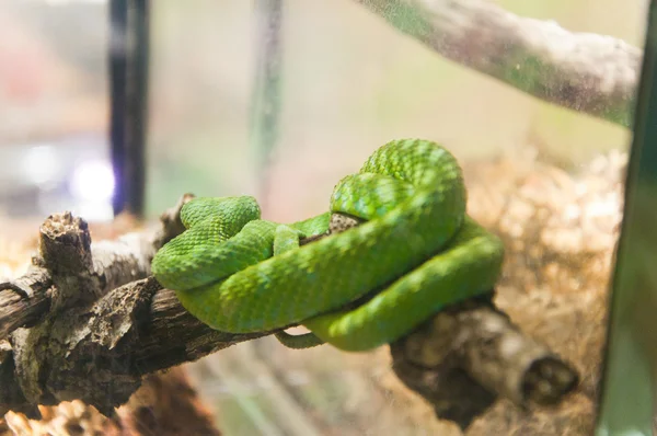 Green snake in rain forest at Zoo — Stock Photo, Image