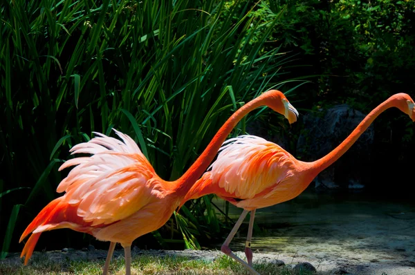 Несколько фламинго в воде — стоковое фото
