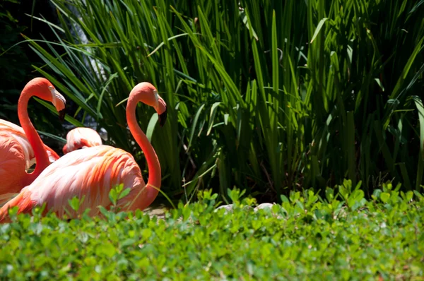Some flamingos in the water — Stock Photo, Image