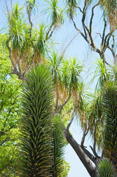 Bunte sukkulente Agave oder Yucca-Pflanze — Stockfoto