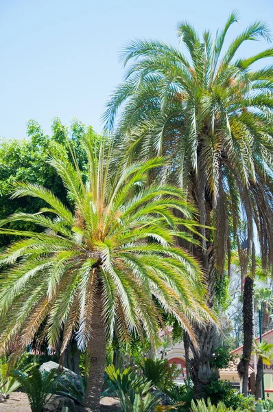 Φοίνικας στο πάρκο του Λος Άντζελες — Φωτογραφία Αρχείου
