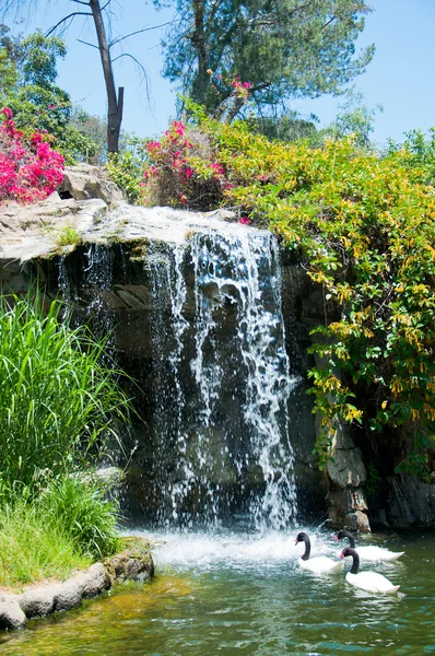 Cachoeira e pato em Zoológico de Los Angeles — Fotografia de Stock