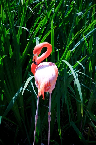 Niektóre flamingi w wodzie — Zdjęcie stockowe