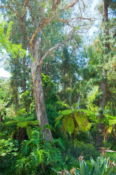 Hojas de palmera en parque de Los Ángeles — Foto de Stock