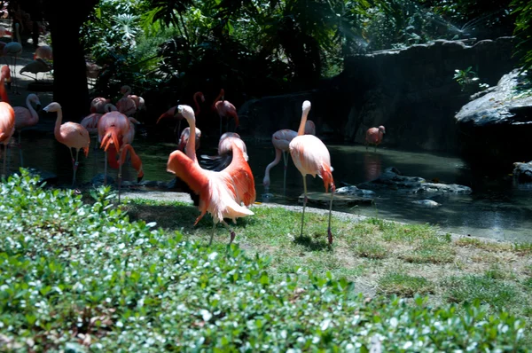 Nogle flamingoer i vandet - Stock-foto