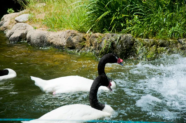 Wodospad i kaczka w zoo w los angeles — Zdjęcie stockowe