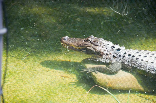 Krokodil — Stockfoto