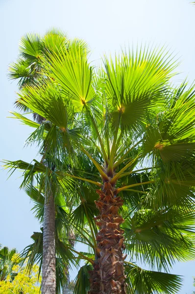 Palm v parku los angeles — Stock fotografie