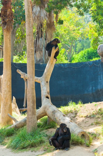 stock image A chimpanzee is hanging on a tree