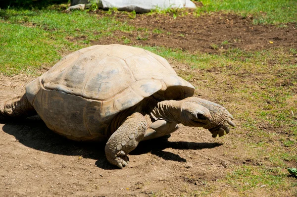 Schildpad uit mauritius — Stockfoto