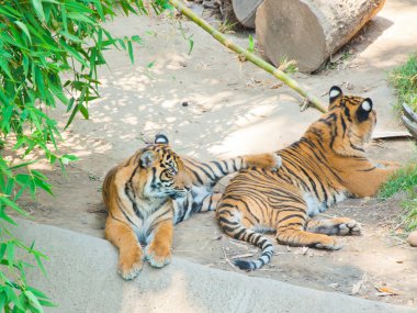 los angeles Hayvanat Bahçesi'nde Royal bengal kaplanı