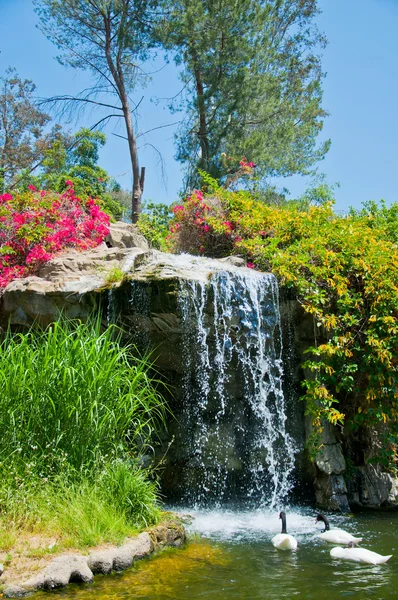 Wasserfall und Ente im Zoo von los angeles — Stockfoto