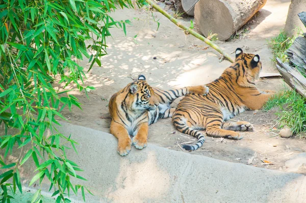 Tigre real de Bengala no zoológico de Los Angeles — Fotografia de Stock