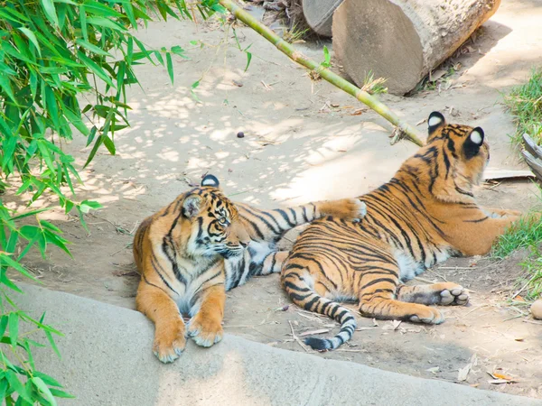 Королівський бенгальський тигр в зоопарку Лос-Анджелесі — стокове фото