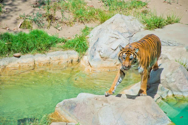 Tigre real de Bengala no zoológico de Los Angeles — Fotografia de Stock