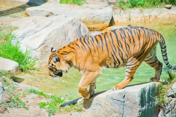 ロスアンジェルスの動物園でロイヤル ・ ベンガルトラ — ストック写真