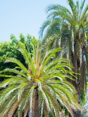 Palm in park of Los angeles clipart