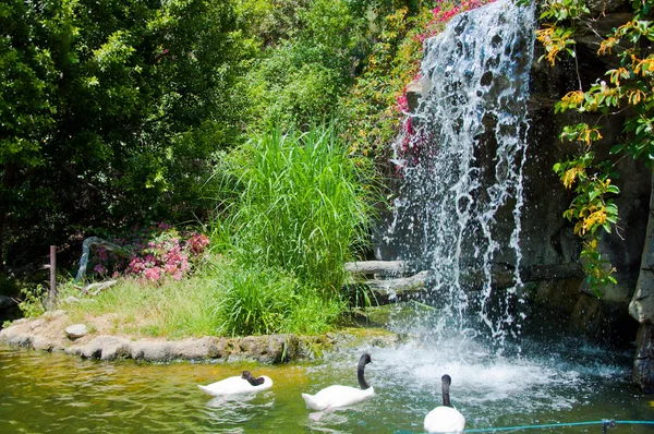 Водопад и утка в зоопарке Лос-Анджелеса — стоковое фото