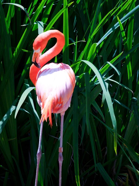Bazı flamingolar su — Stok fotoğraf