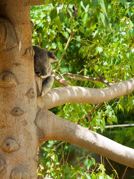Australische koala Beer — Stockfoto