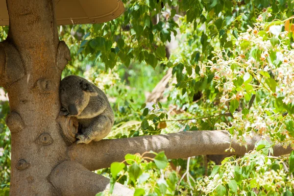 Urso koala australiano — Fotografia de Stock