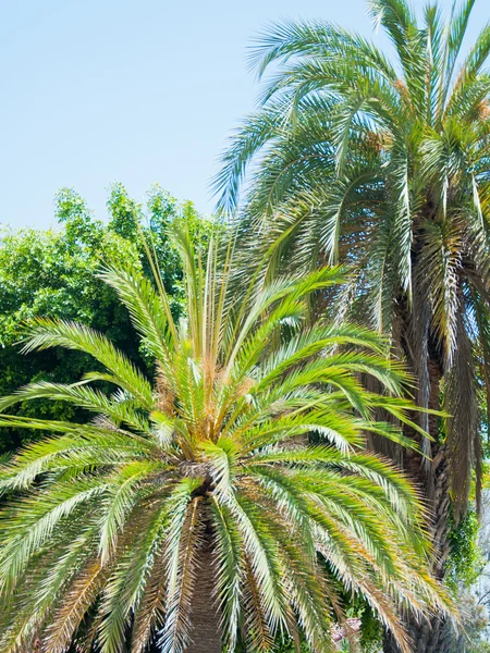 Palm v parku los angeles — Stock fotografie