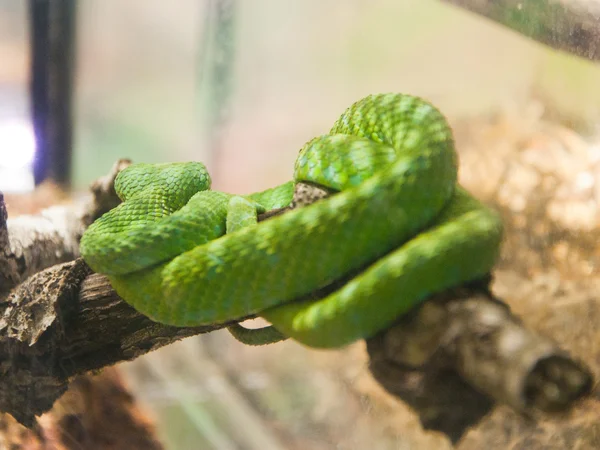 Hayvanat bahçesinde yağmur ormanlarında yeşil yılan — Stok fotoğraf