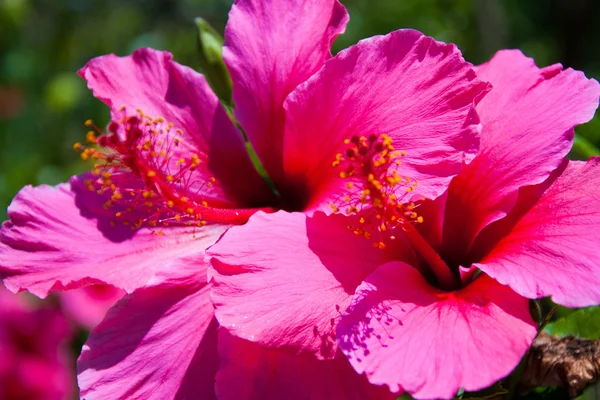 핑크 꽃 — 스톡 사진
