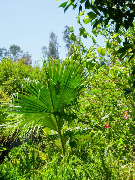 Palma in parco di Los Angeles — Foto Stock
