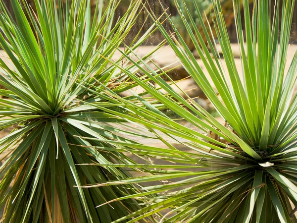 Bunte sukkulente Agave oder Yucca-Pflanze — Stockfoto