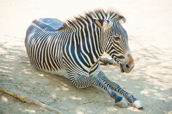 Zebra v zoo v los angeles — Stock fotografie