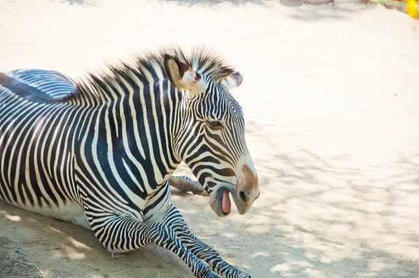 Zebra zoo z los angeles — Zdjęcie stockowe